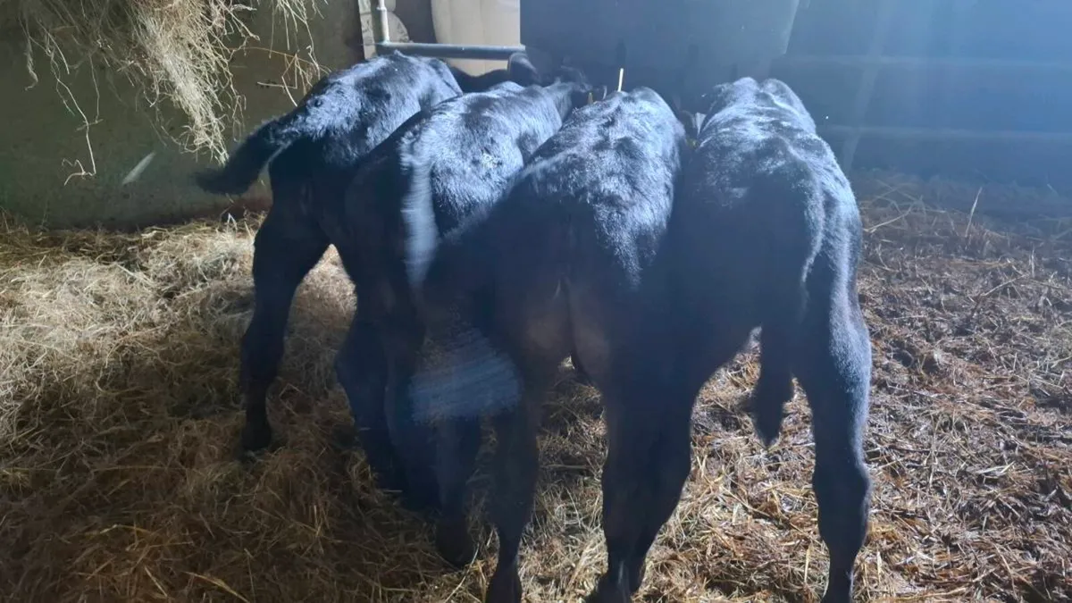 Aberdeen Angus Calfs - Image 1