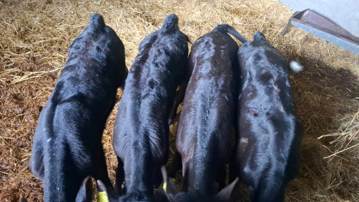 Aberdeen Angus Calfs - Image 2