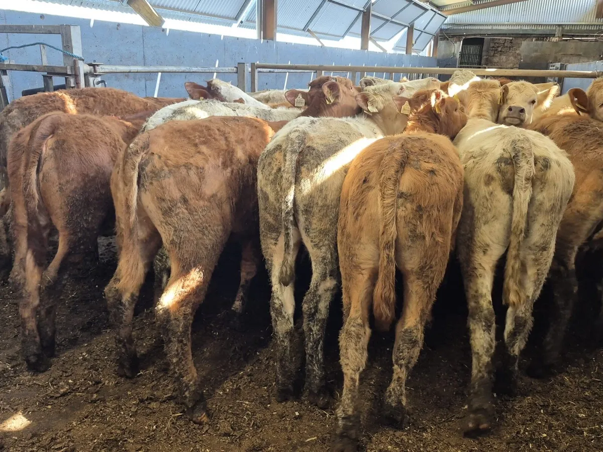 🌱20 Continental Heifers 270kgs🌱 - Image 2