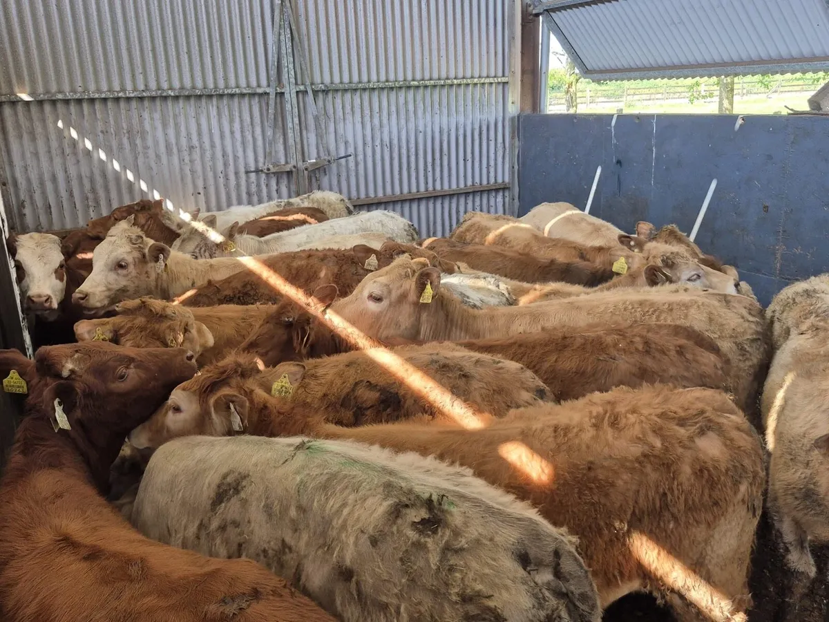 🌱20 Continental Heifers 270kgs🌱 - Image 3