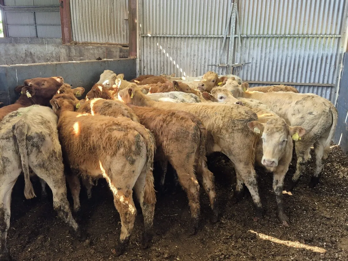 🌱20 Continental Heifers 270kgs🌱 - Image 4