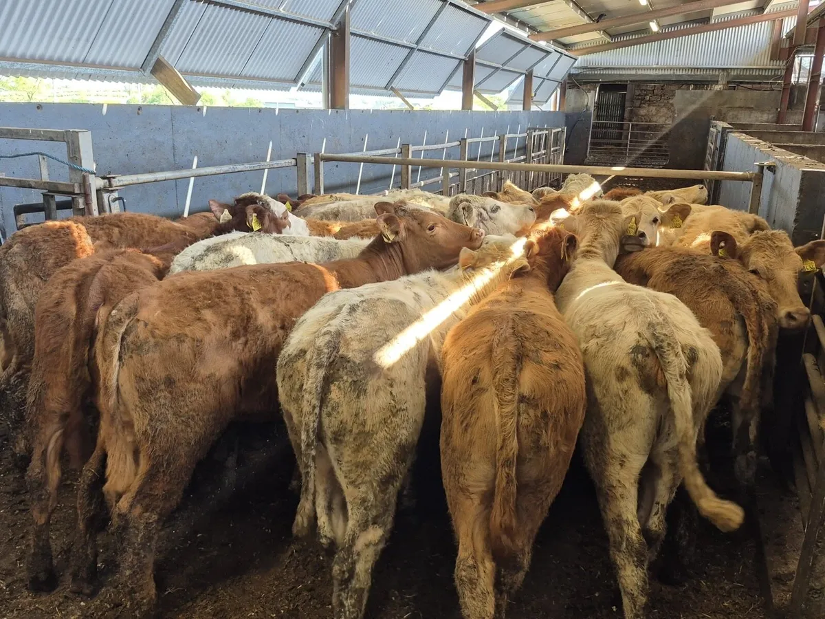 🌱20 Continental Heifers 270kgs🌱 - Image 1