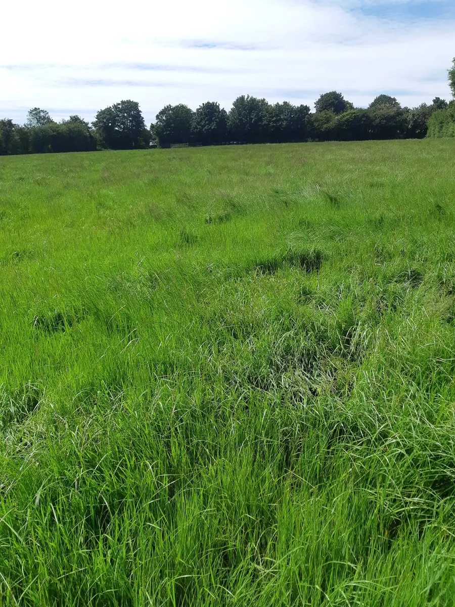 20 acres silage ground.