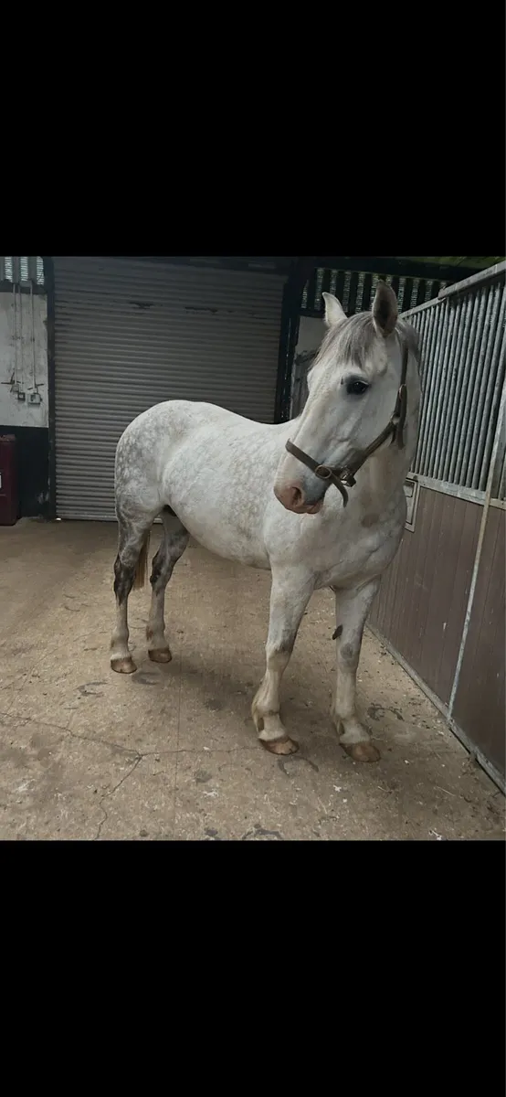 Horse - Image 3