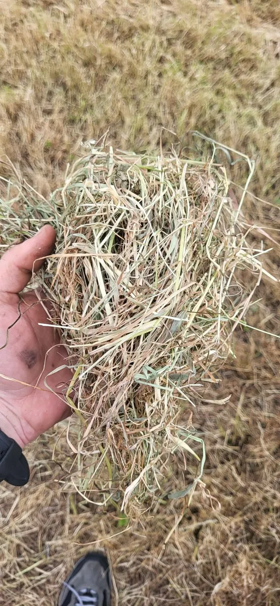 Hay - Image 2