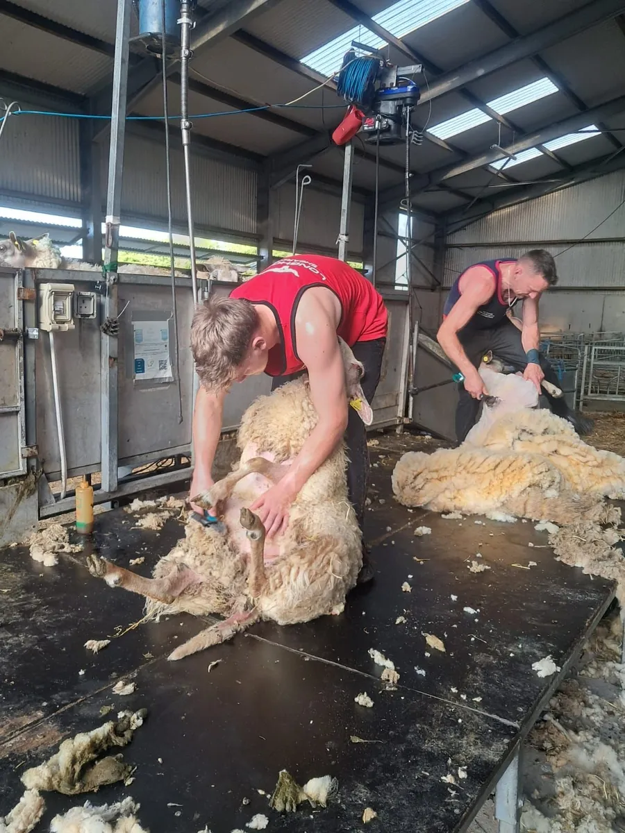 Sheep shearing