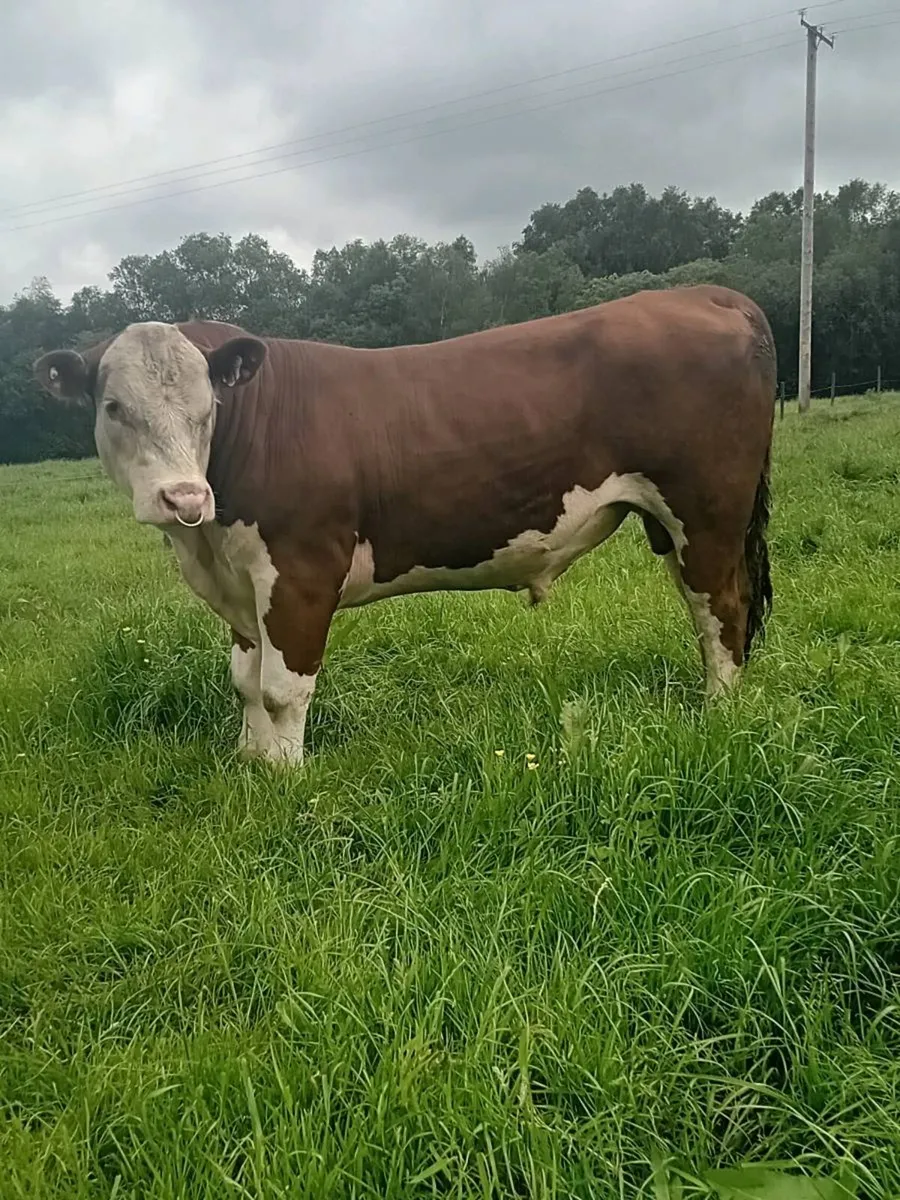 PBR hereford bull - Image 1