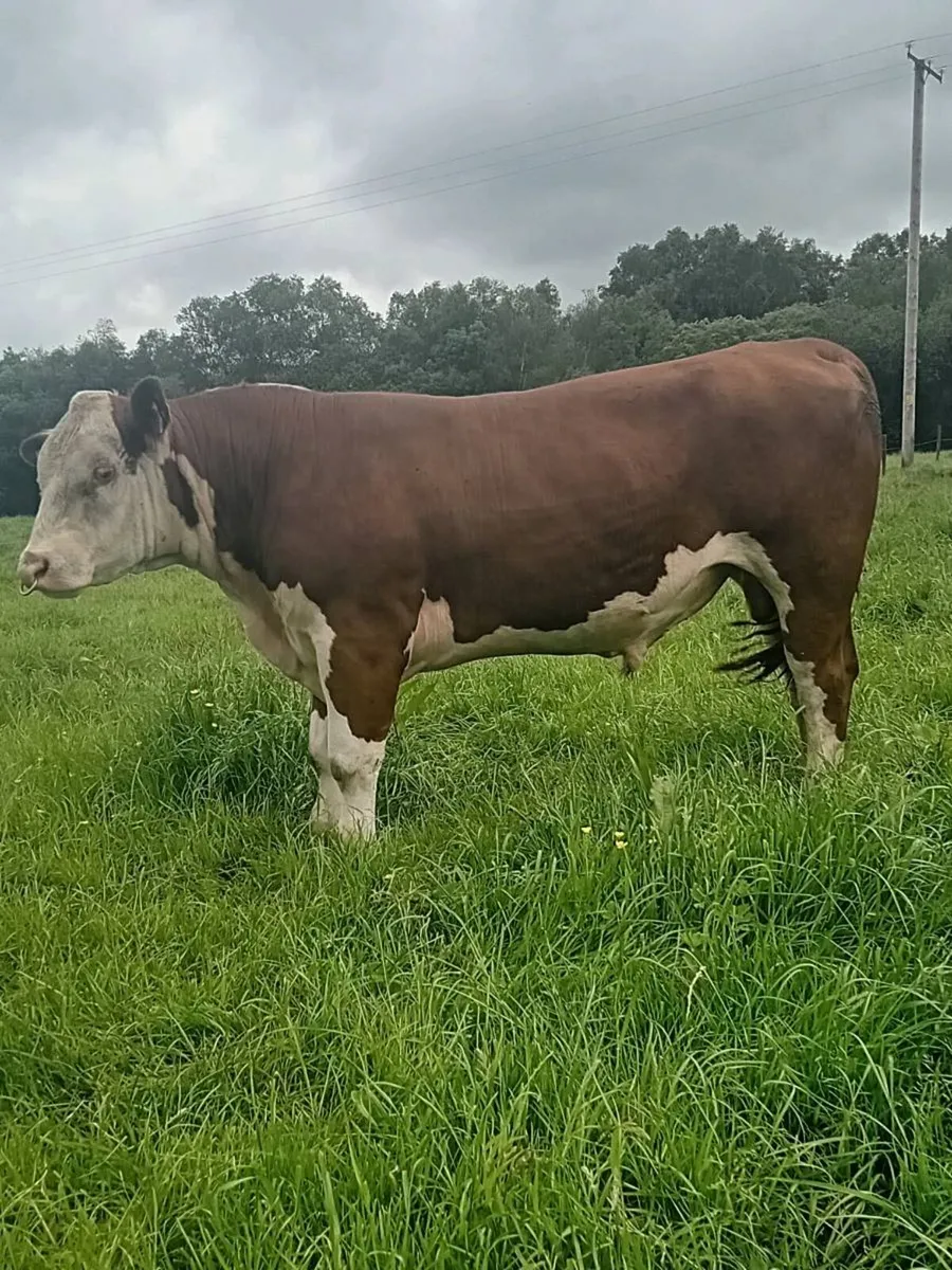 PBR hereford bull - Image 2