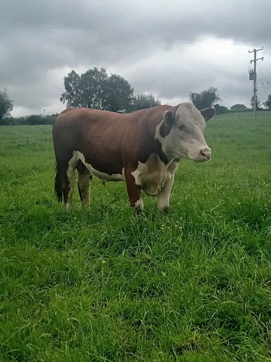PBR hereford bull - Image 3