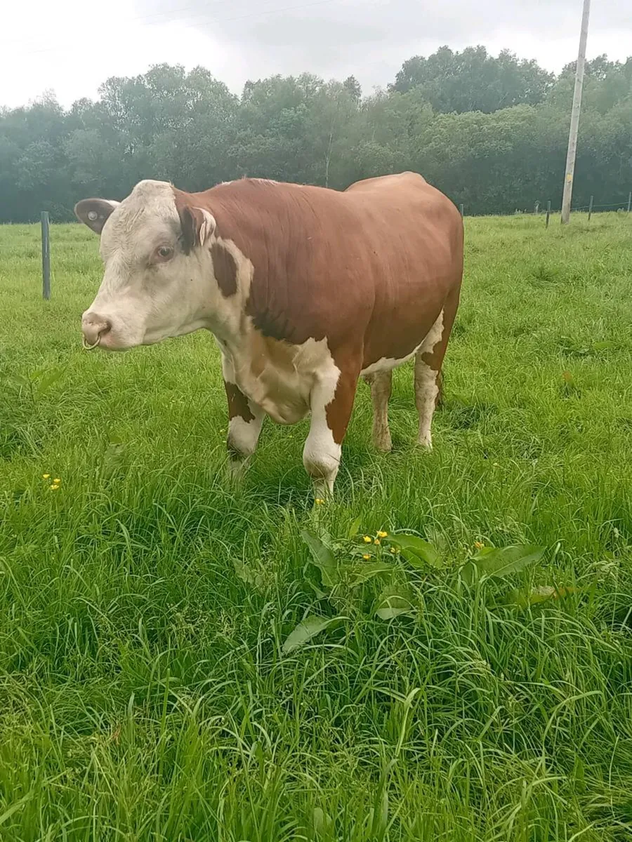 PBR hereford bull - Image 4
