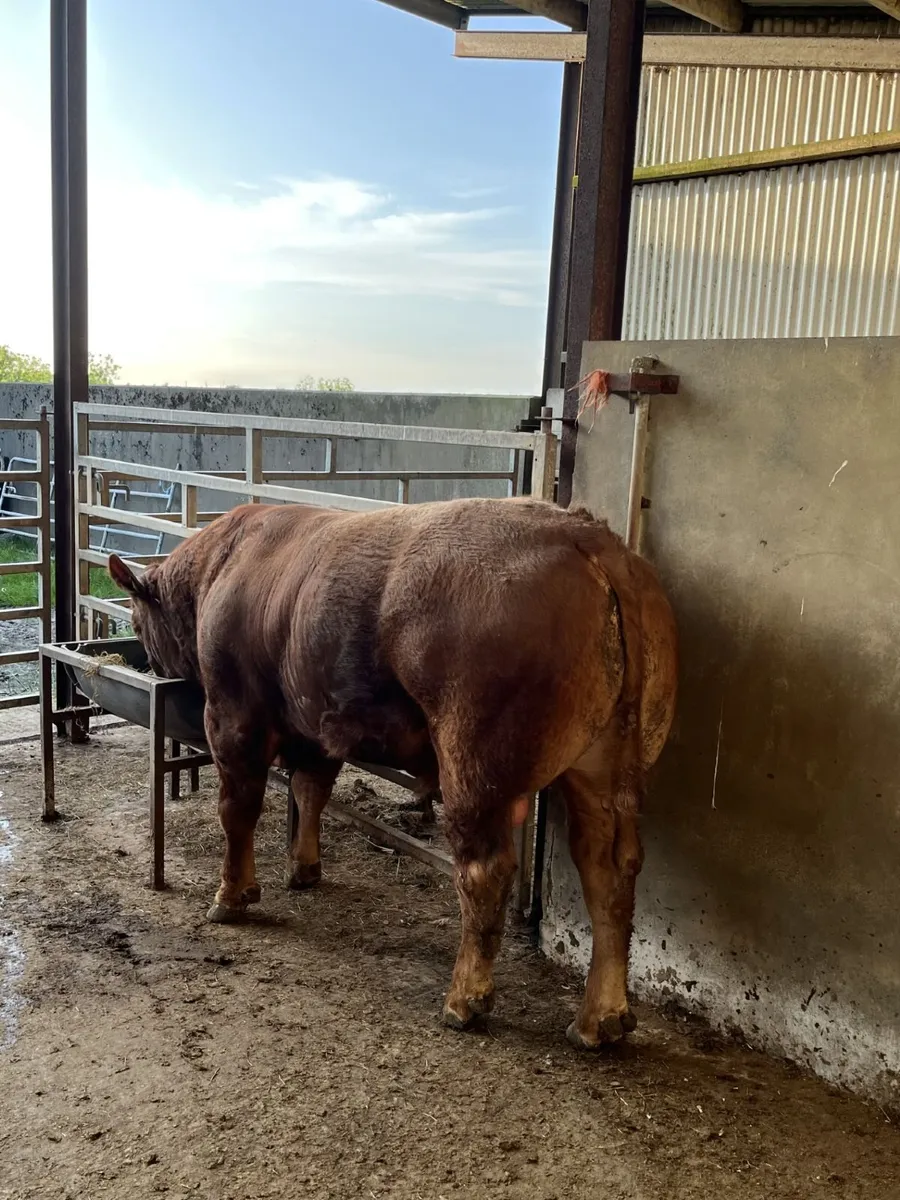 Purebred Registered Limousin Bull - Image 2