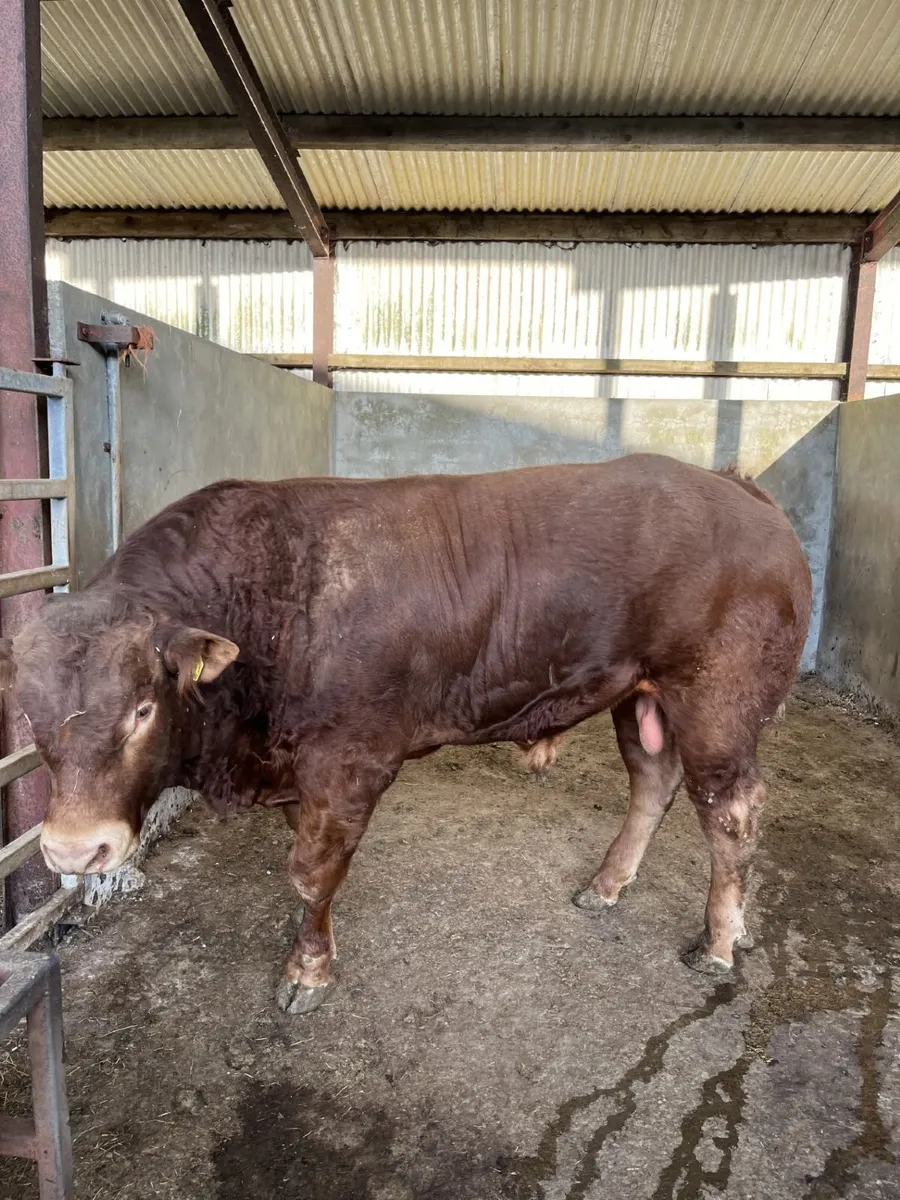 Purebred Registered Limousin Bull - Image 4