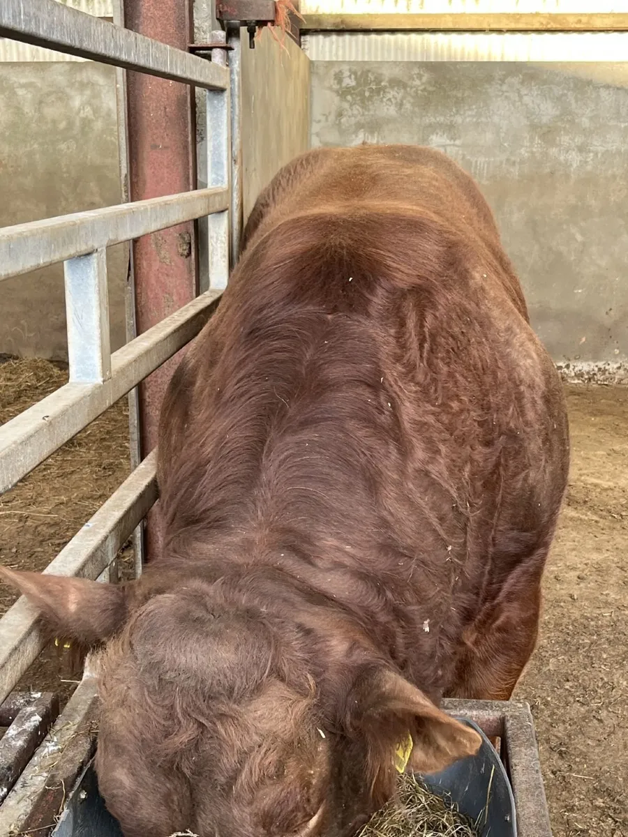 Purebred Registered Limousin Bull - Image 3