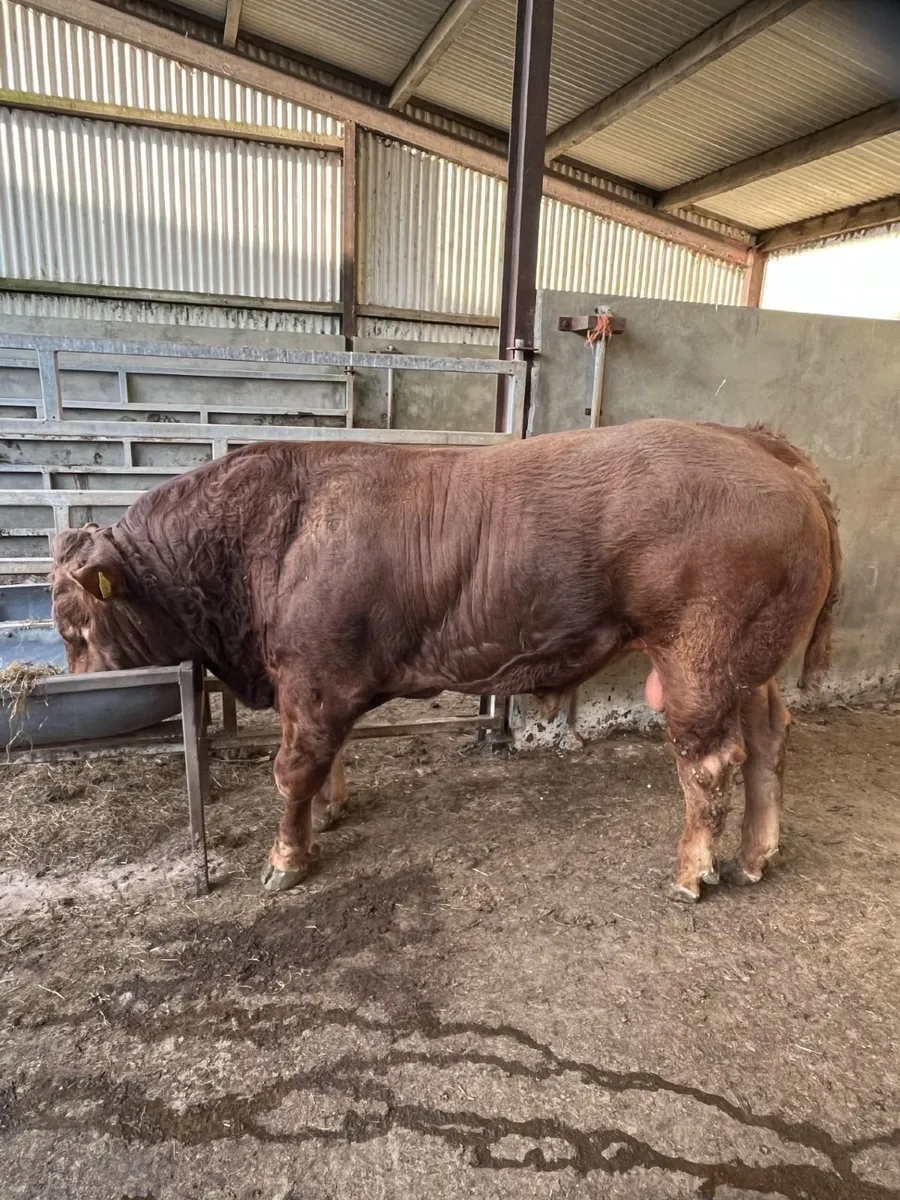 Purebred Registered Limousin Bull - Image 1