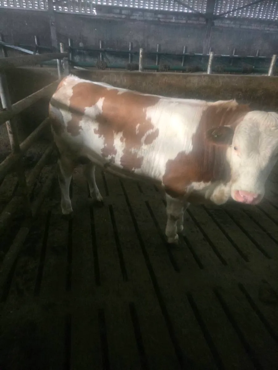 Fleikveih bull - Image 1