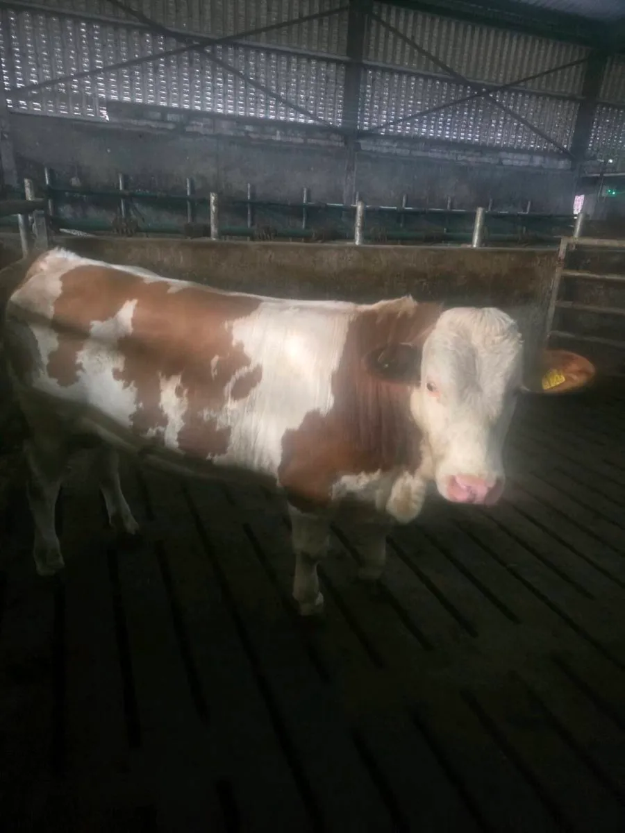 Fleikveih bull - Image 2