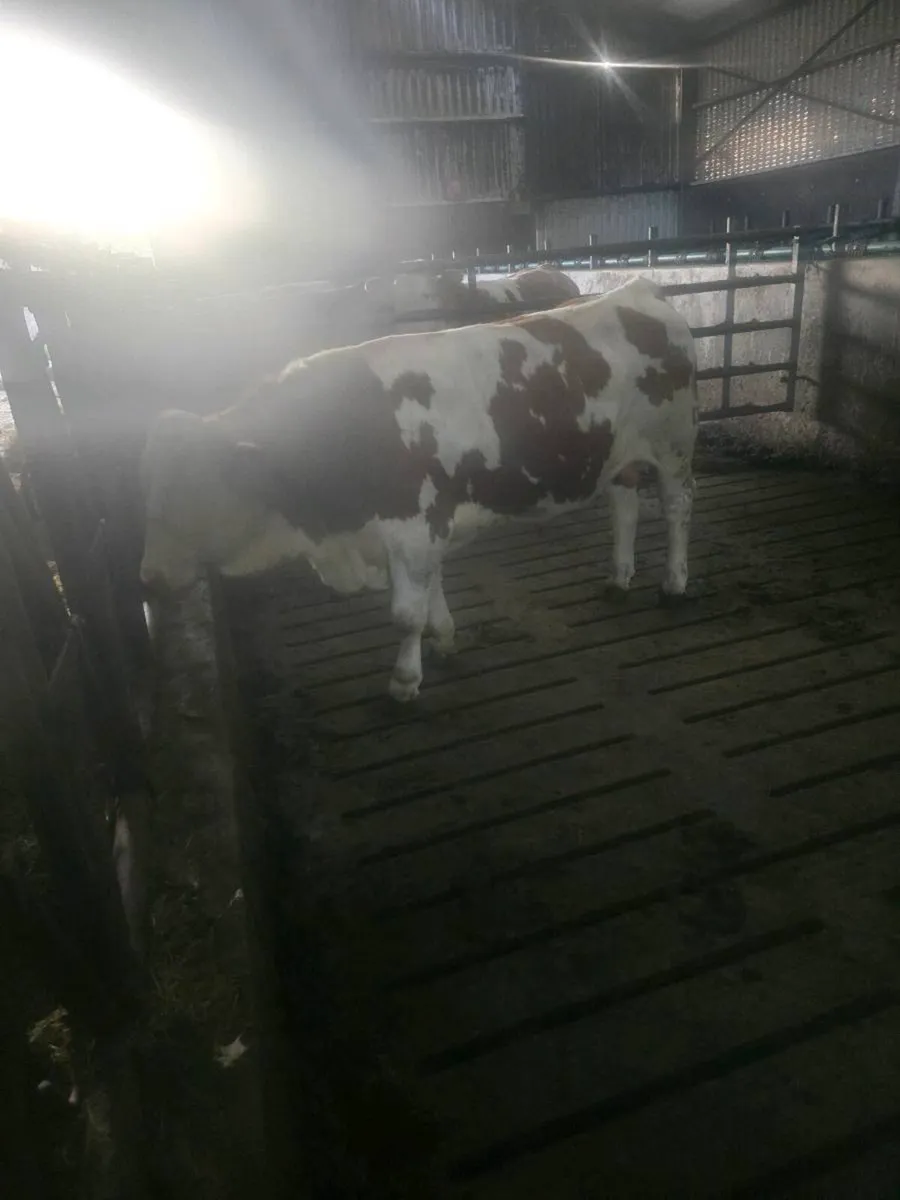 Fleikveih bull - Image 3