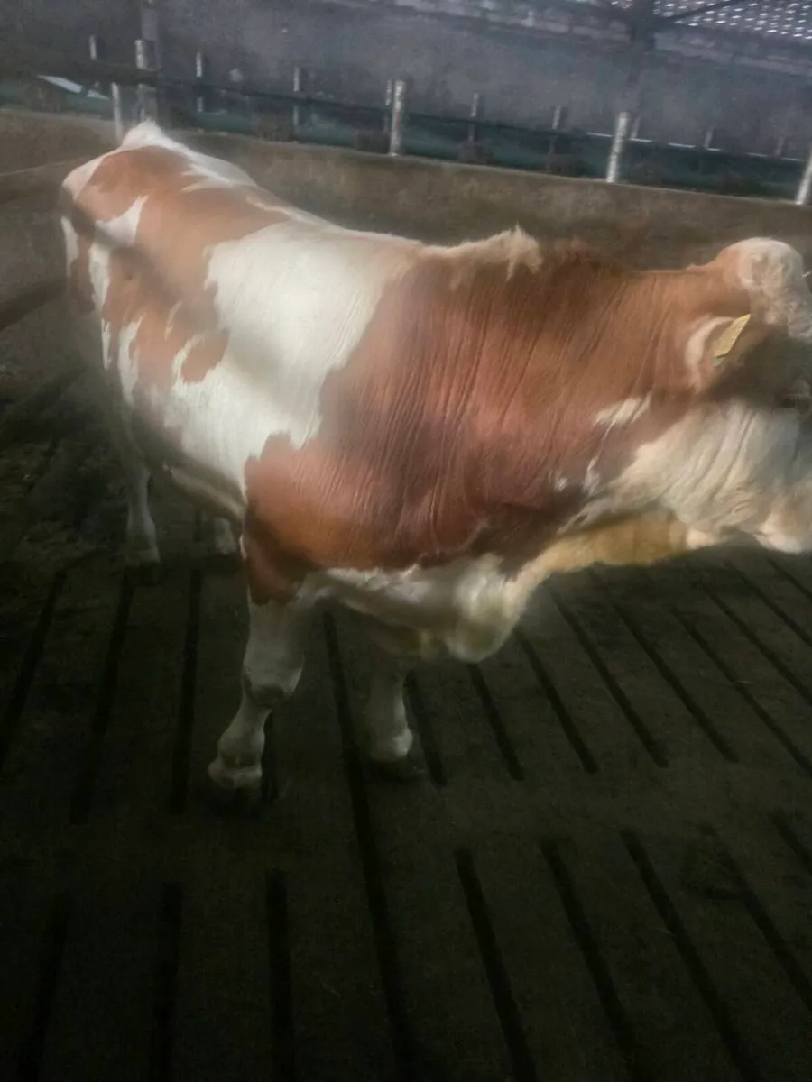 Fleikveih bull - Image 4