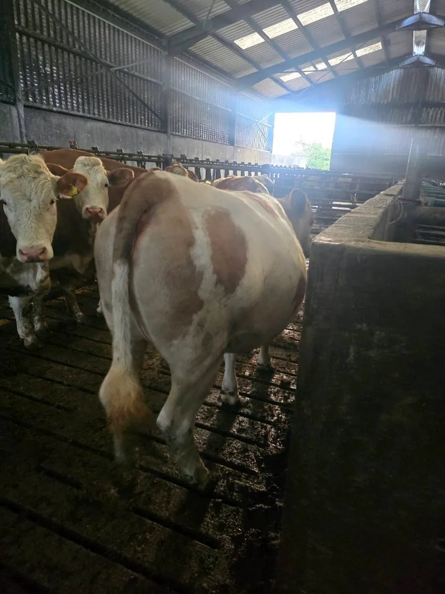 In calf Fleikveih hfrs - Image 2