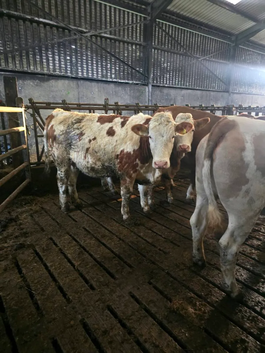 In calf Fleikveih hfrs - Image 3