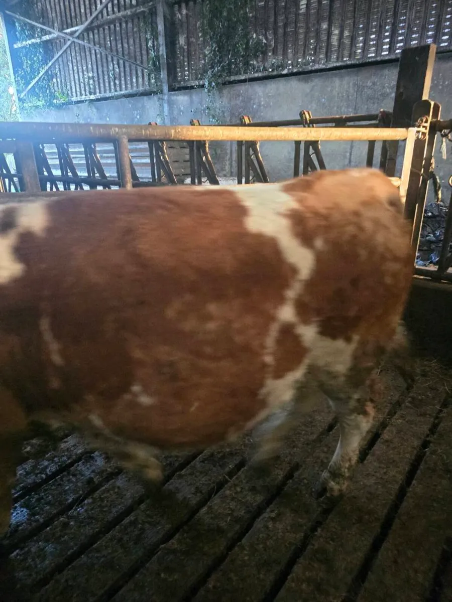 In calf Fleikveih hfrs - Image 4