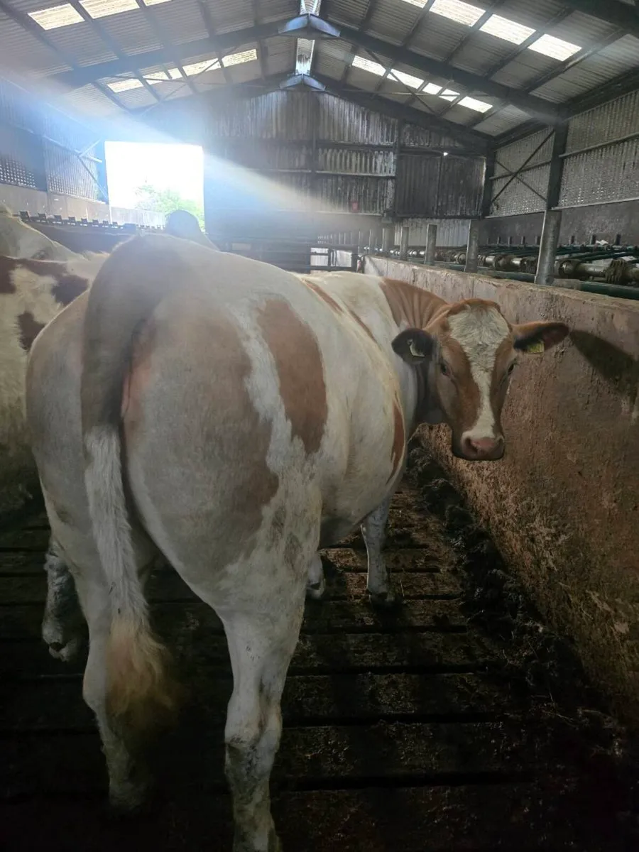 In calf Fleikveih hfrs - Image 1