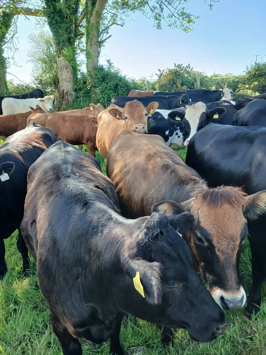 15 exceptionaly quiet lim heifers - Image 2