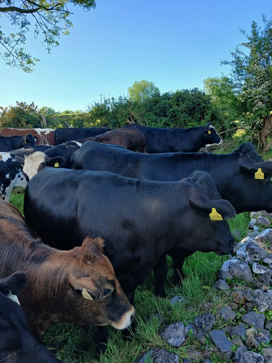 15 exceptionaly quiet lim heifers - Image 1