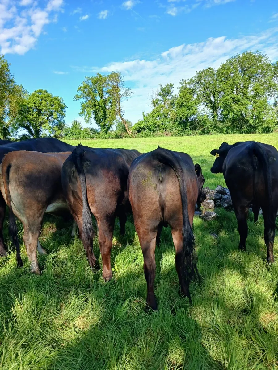 15 exceptionaly quiet lim heifers - Image 3