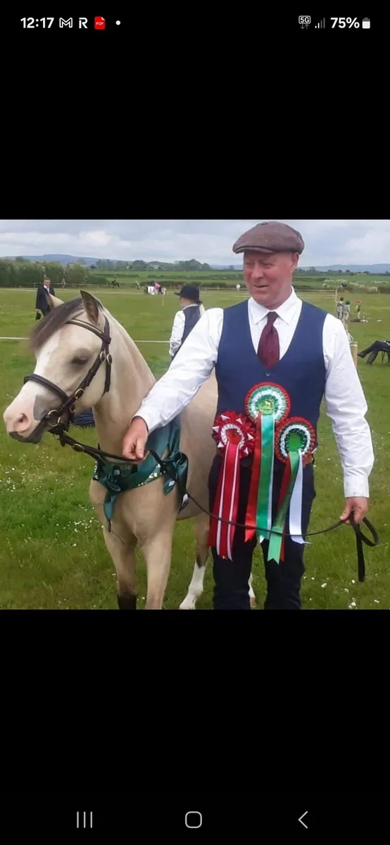 Pony - Image 1