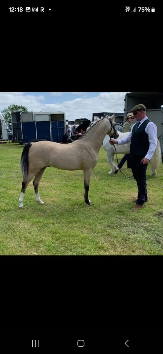 Pony - Image 2