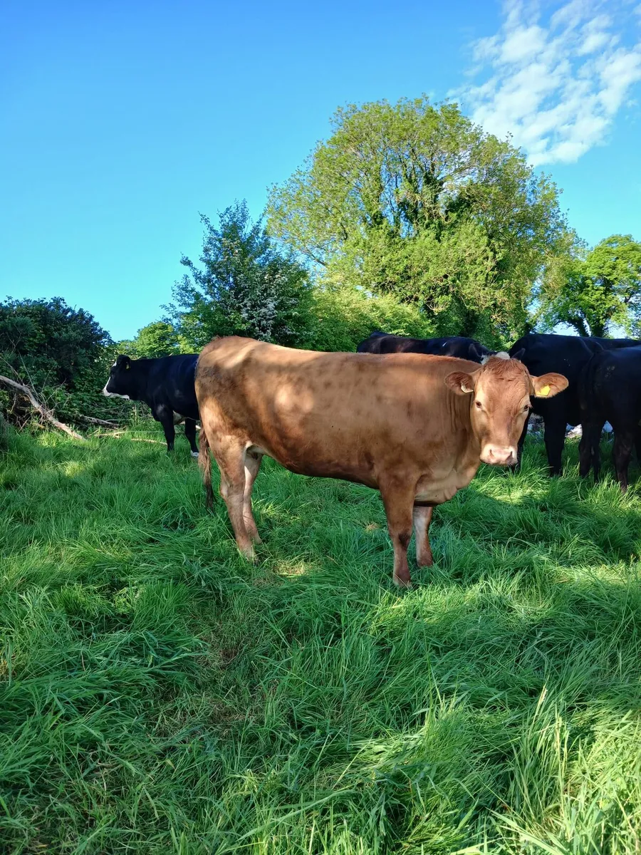 15 exceptionaly quiet lim heifers - Image 4
