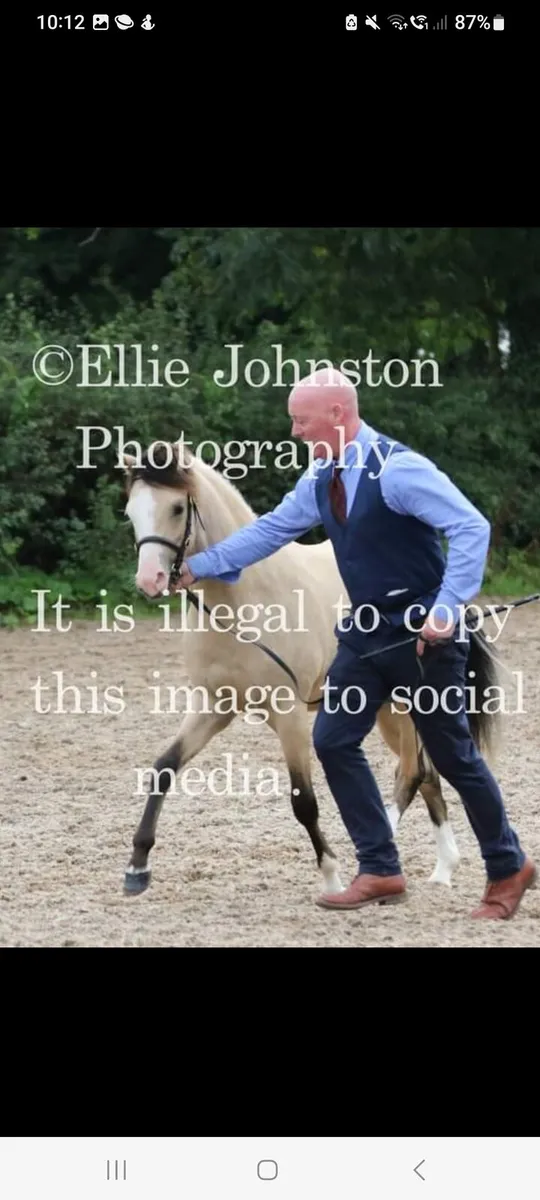 Pony - Image 4