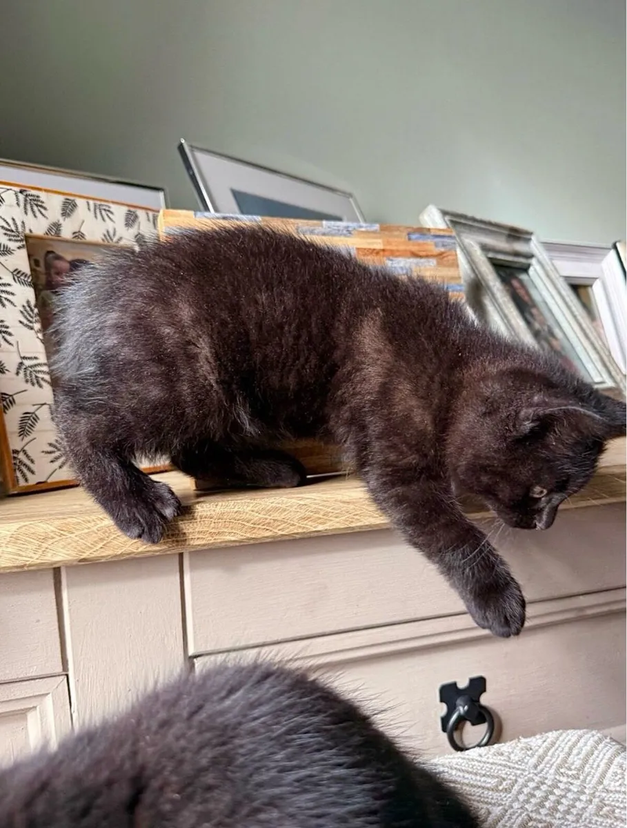 British Shorthair Kittens - Image 4