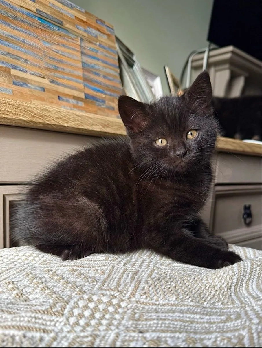 British Shorthair Kittens - Image 1