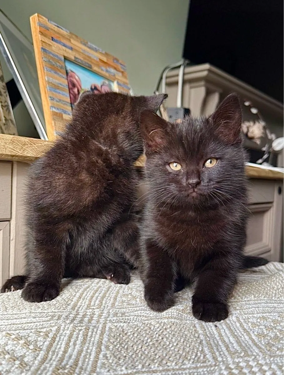 British Shorthair Kittens - Image 2