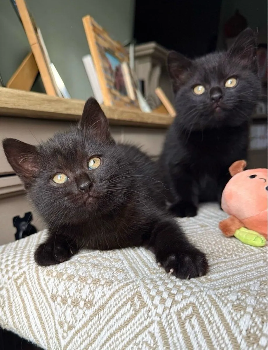 British Shorthair Kittens - Image 3