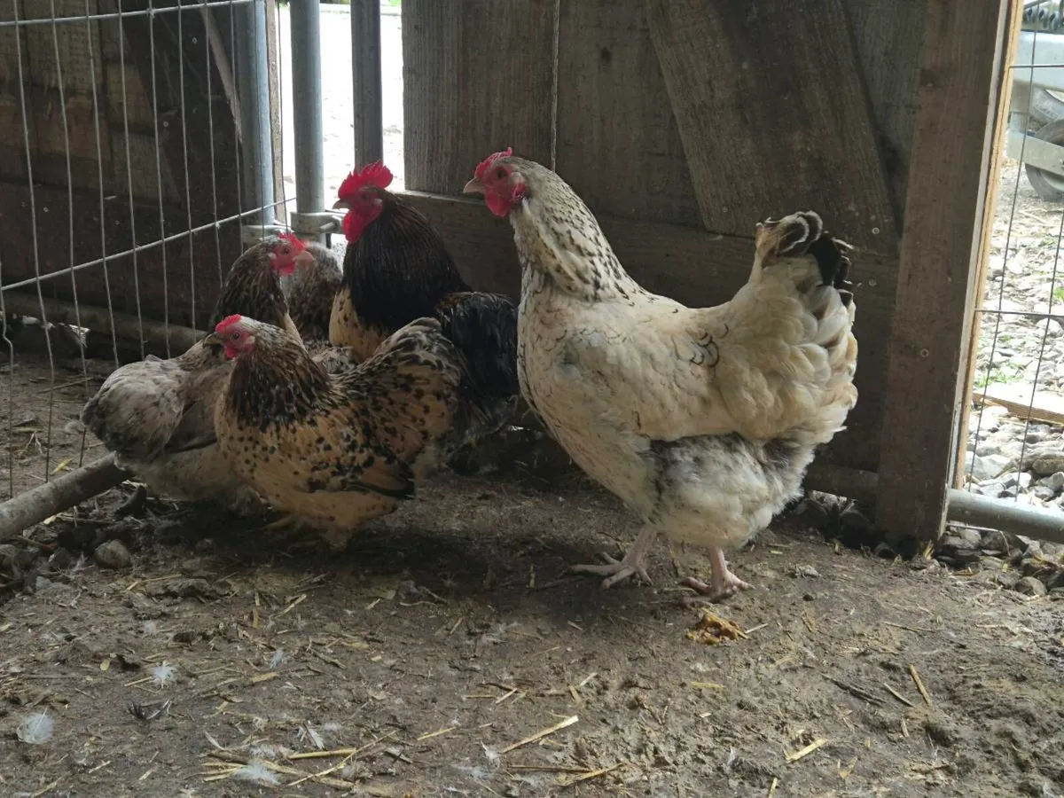 Laying hens and ducks - Image 2