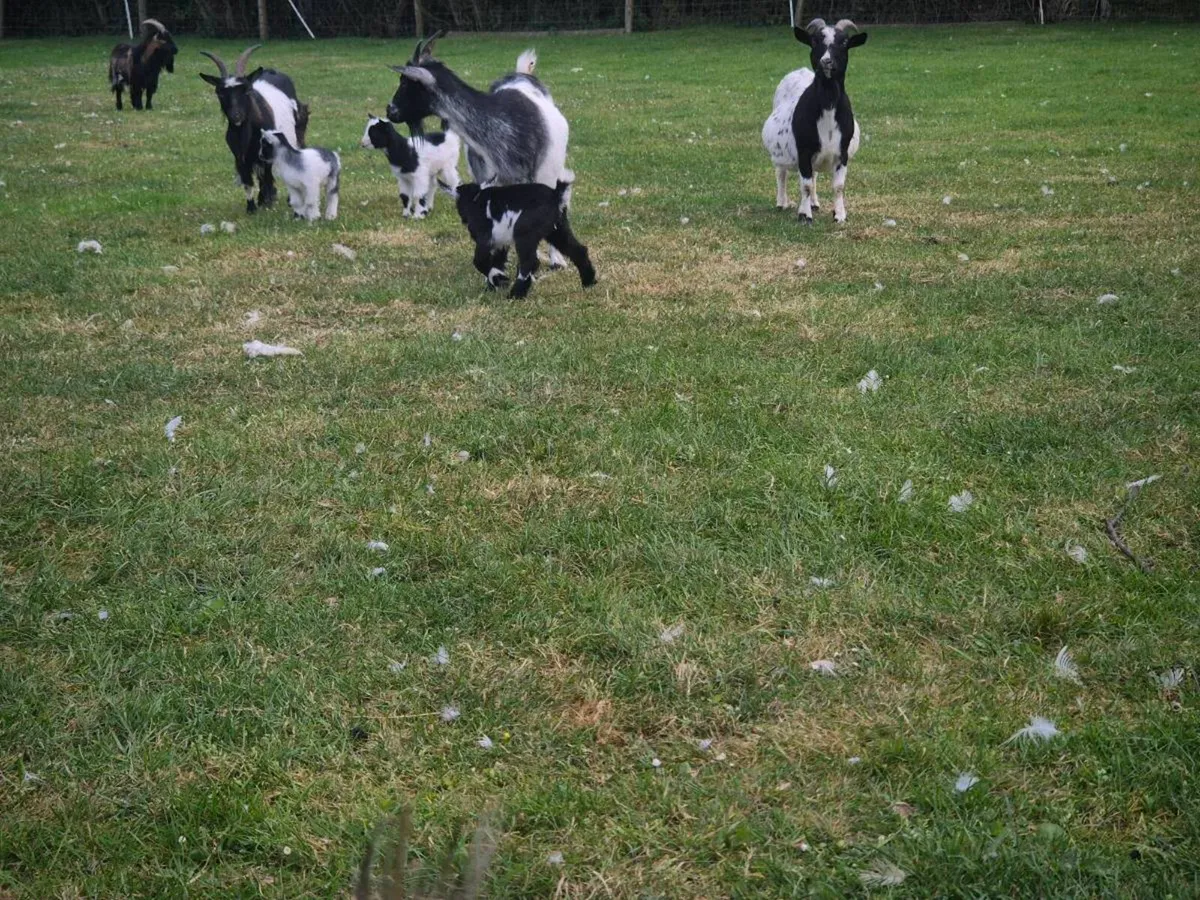 Laying hens and ducks - Image 3