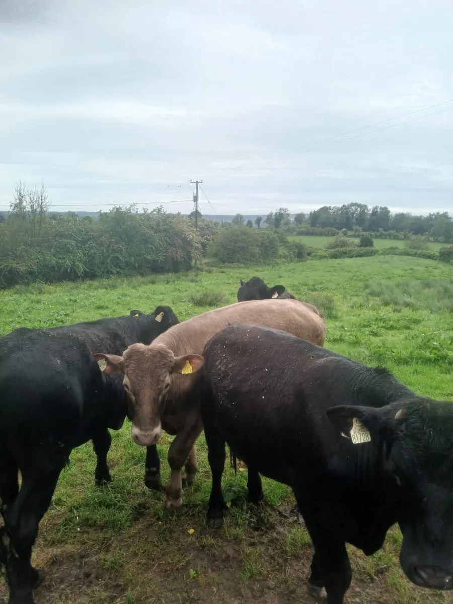 Bullocks - Image 1