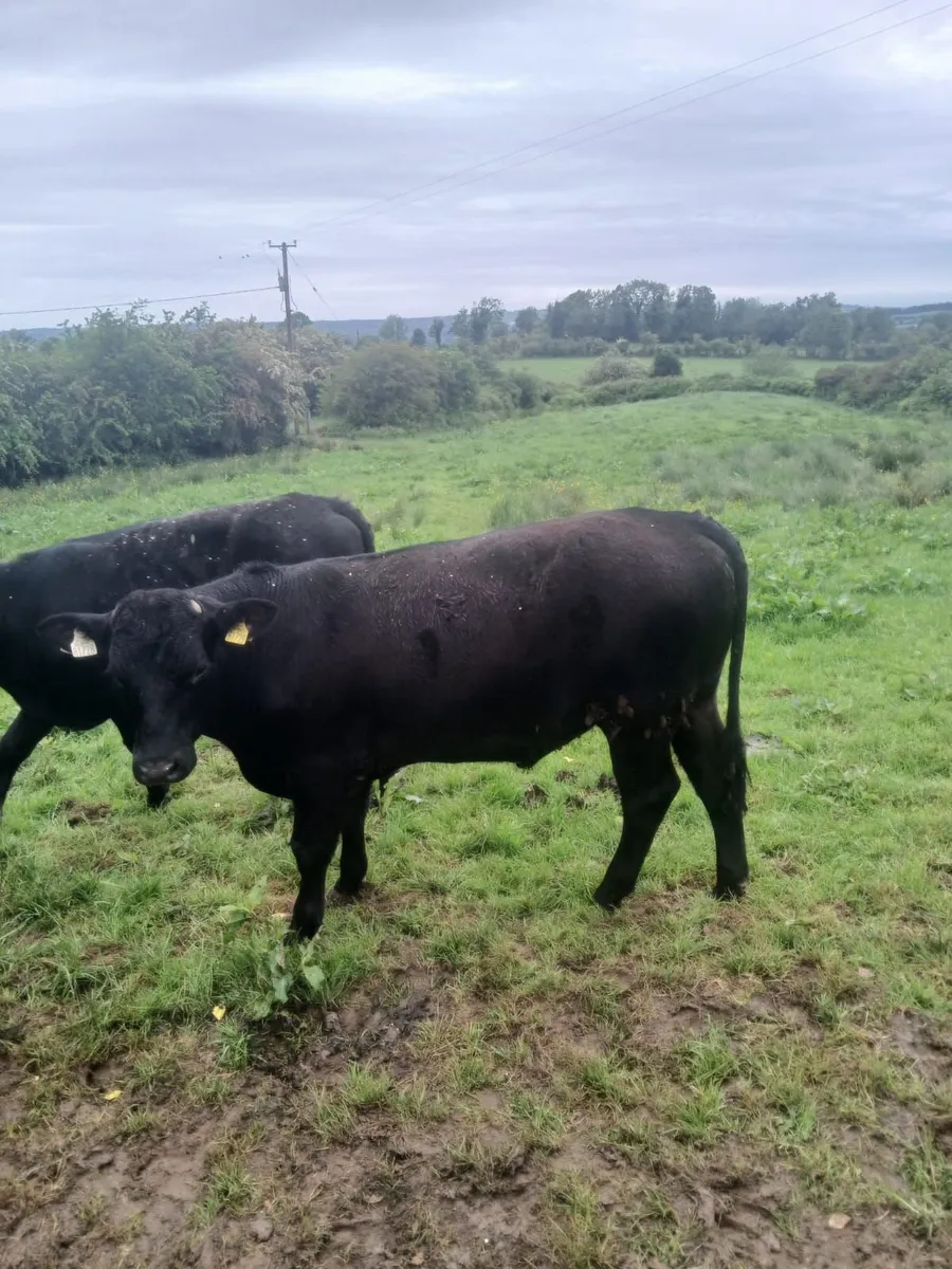 Bullocks - Image 3
