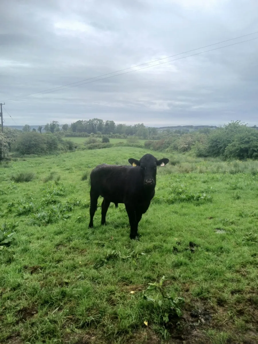 Bullocks - Image 2