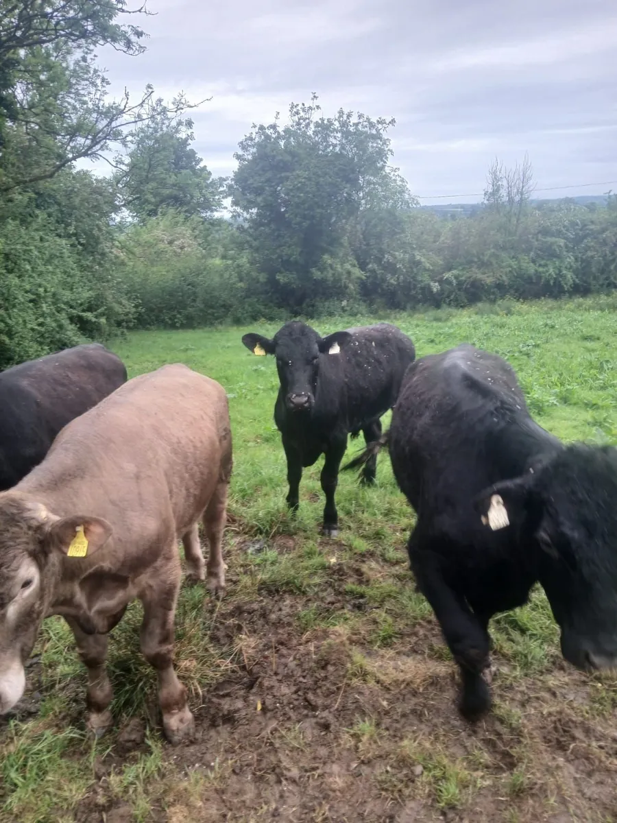 Bullocks - Image 4