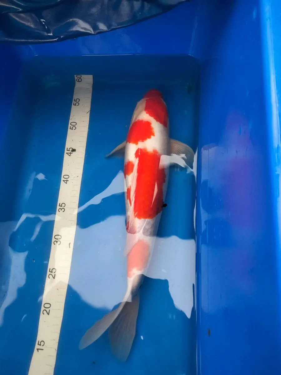 Japanese koi clearance - Image 1