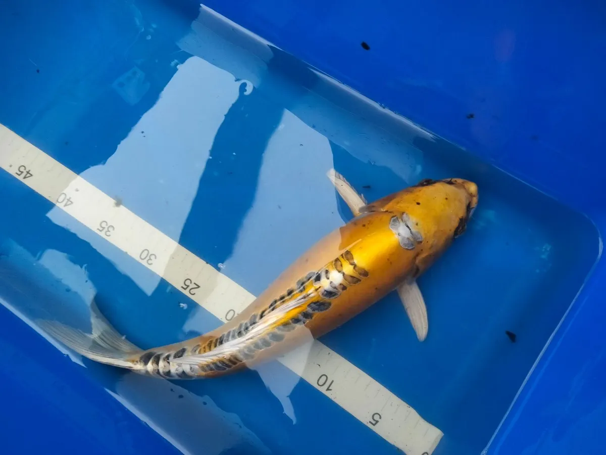 Japanese koi clearance - Image 3