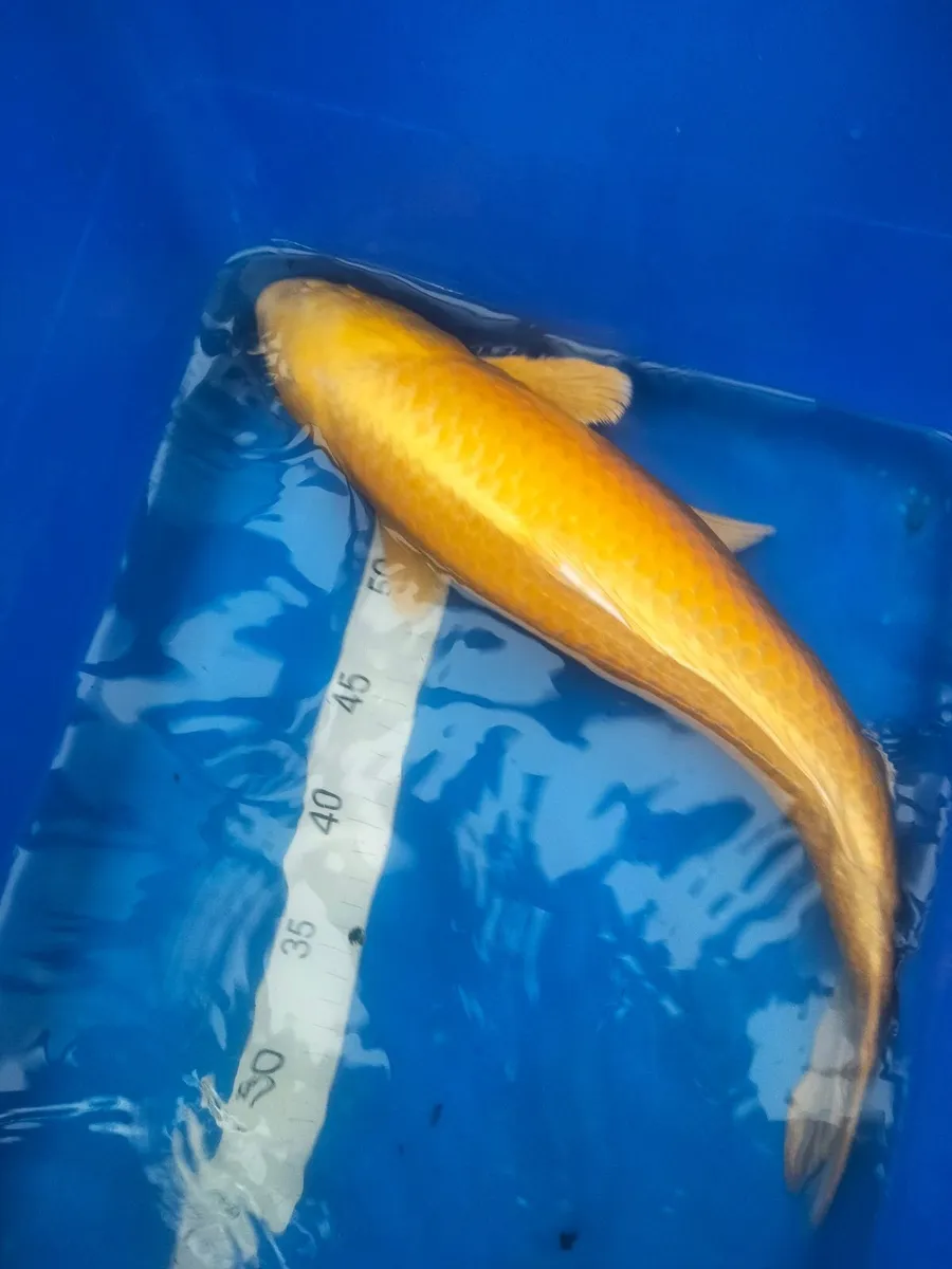 Japanese koi clearance - Image 4