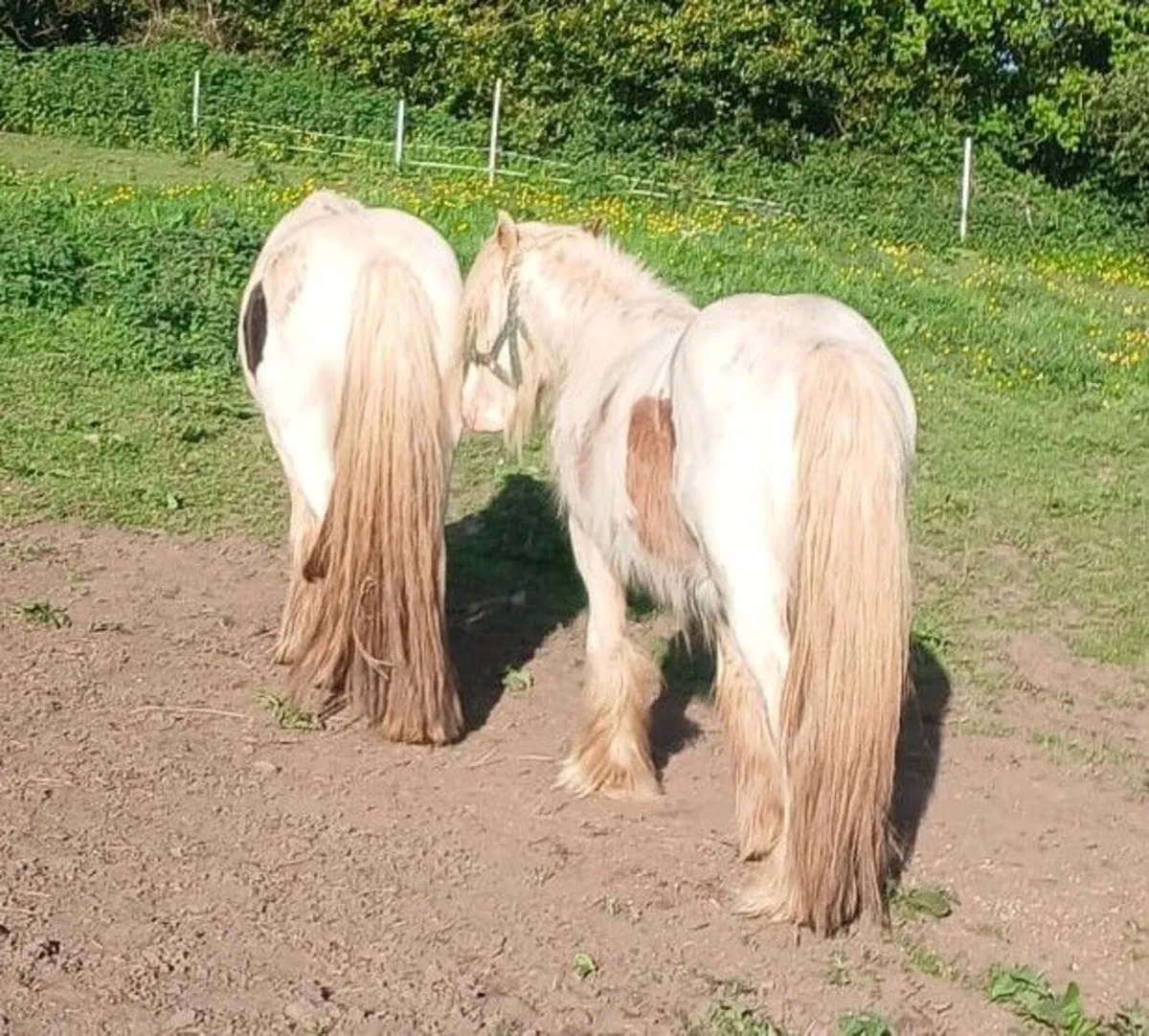 Mare and Stallion - Image 1