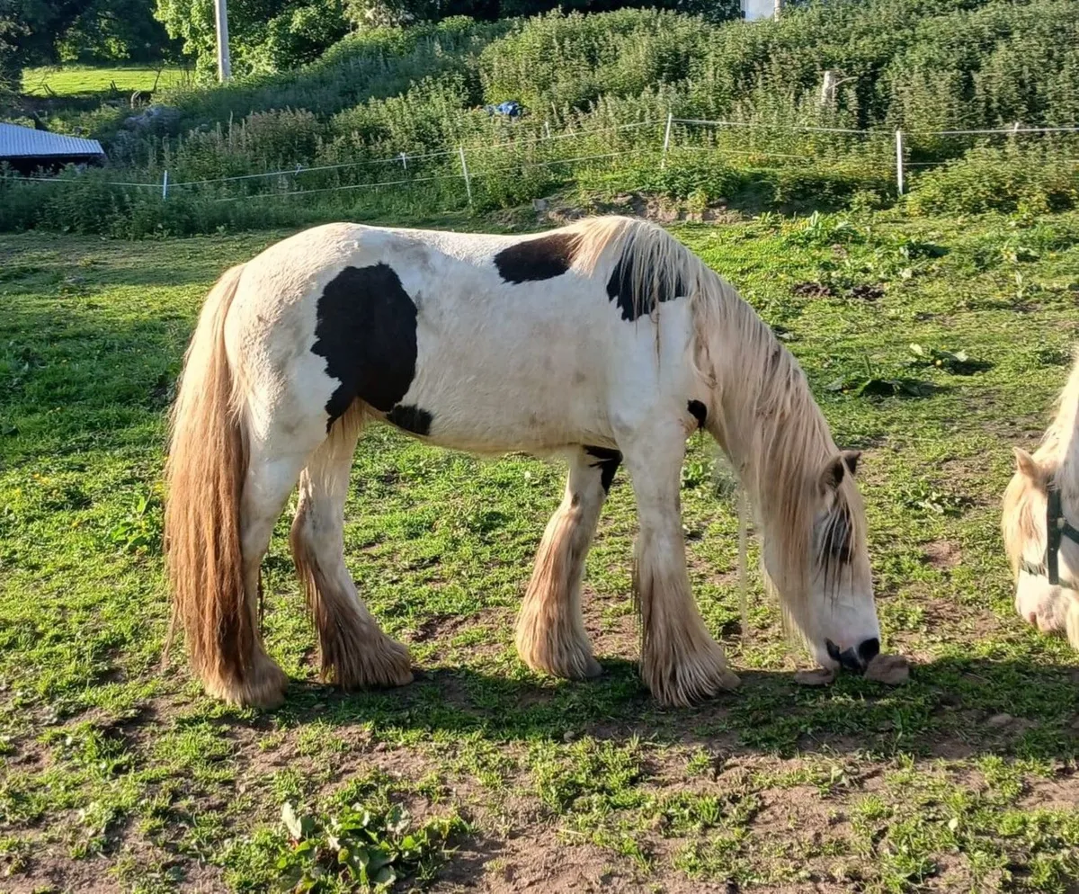 Mare and Stallion - Image 2