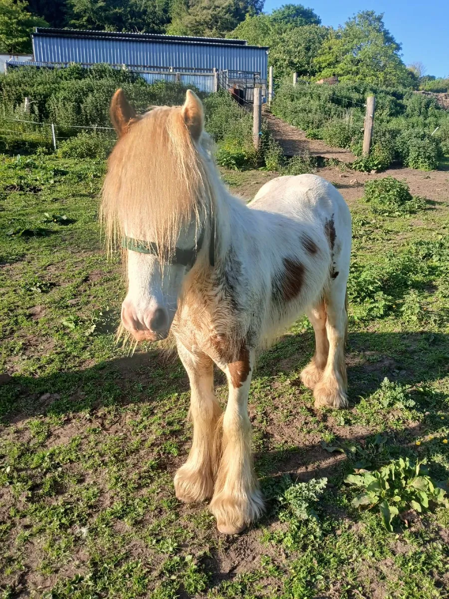 Mare and Stallion - Image 3