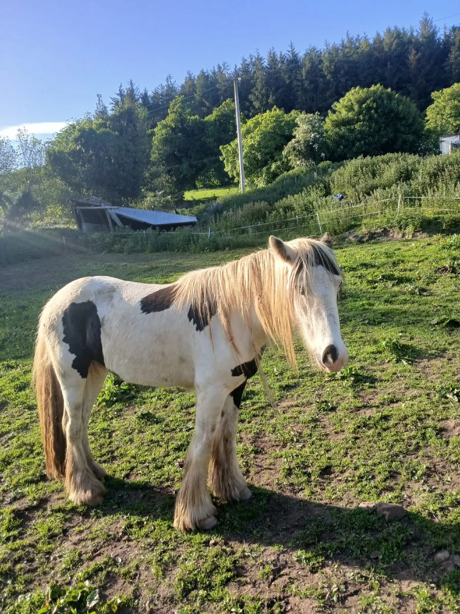 Mare and Stallion - Image 4